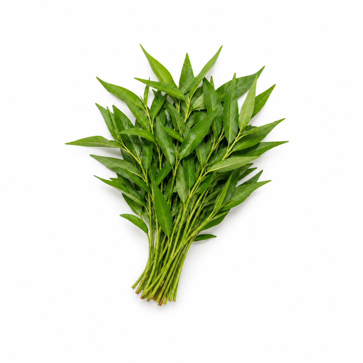 DAUN KESUM